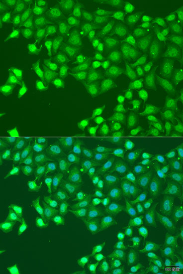 Immunofluorescence - HLF Polyclonal Antibody 