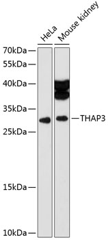 Western blot - THAP3 Polyclonal Antibody 