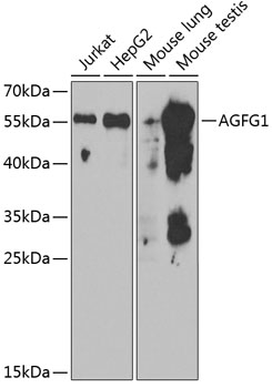 Western blot - AGFG1 Polyclonal Antibody 