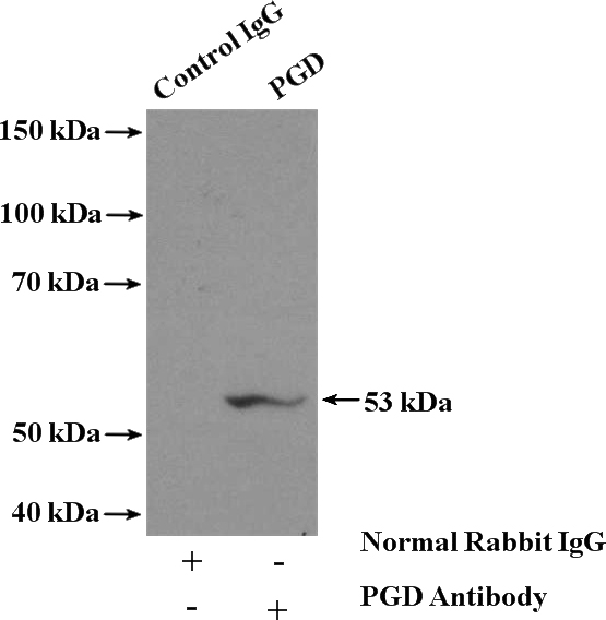 IP Result of anti-PGD (IP:Catalog No:113783, 4ug; Detection:Catalog No:113783 1:500) with HepG2 cells lysate 3200ug.