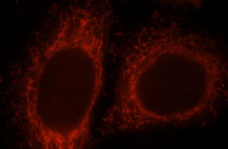 Immunofluorescent analysis of HepG2 cells, using CEP68 antibody Catalog No:109184 at 1:25 dilution and Rhodamine-labeled goat anti-rabbit IgG (red).
