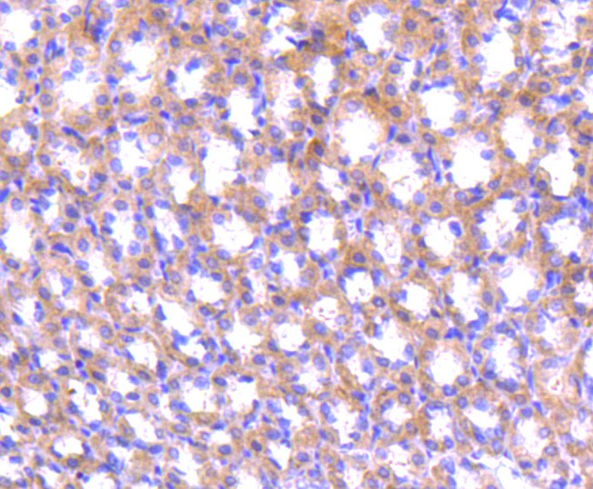 Fig5: Immunohistochemical analysis of paraffin-embedded rat stomach tissue using anti-ABCF1 antibody. Counter stained with hematoxylin.