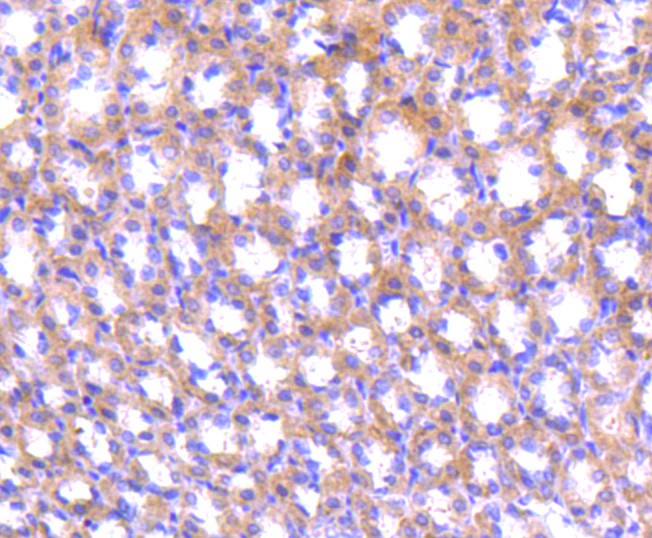 Fig5: Immunohistochemical analysis of paraffin-embedded rat stomach tissue using anti-ABCF1 antibody. Counter stained with hematoxylin.