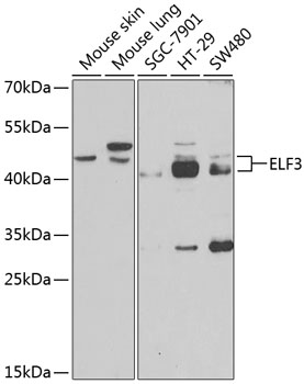 Western blot - ELF3 Polyclonal Antibody 