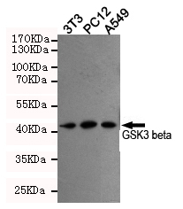 Western blot detection of GSK3 beta in 3T3, PC12 and A549 cell lysates using GSK3 beta mouse mAb (dilution 1:500).Predicted band size:46KDa.Observed band size:46KDa.