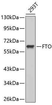 Western blot - FTO Polyclonal Antibody 
