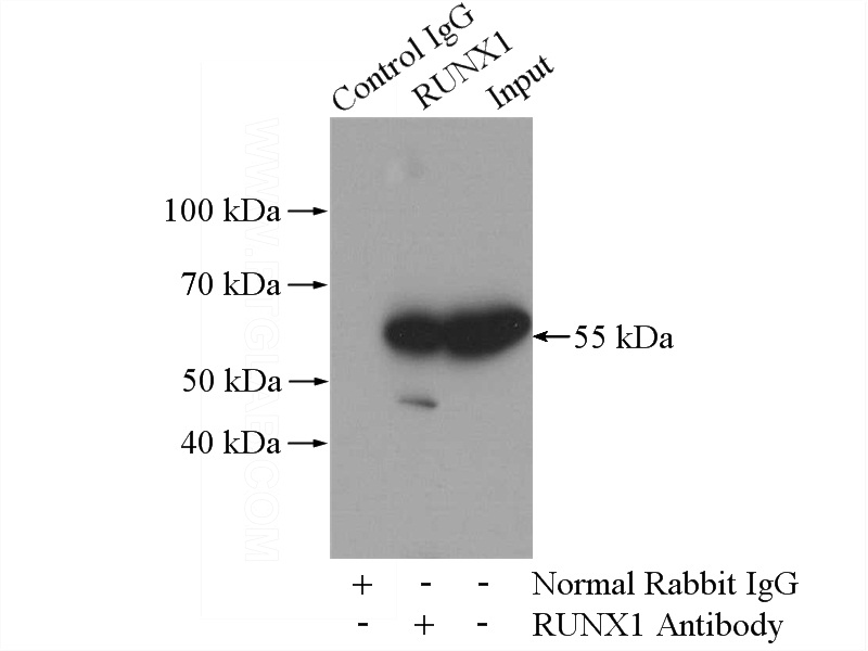 IP Result of anti-RUNX1 (IP:Catalog No:114935, 4ug; Detection:Catalog No:114935 1:500) with mouse liver tissue lysate 4000ug.