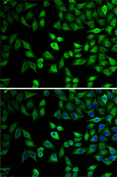 Immunofluorescence - HAT1 Polyclonal Antibody 