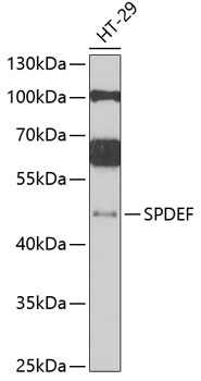Western blot - SPDEF Polyclonal Antibody 