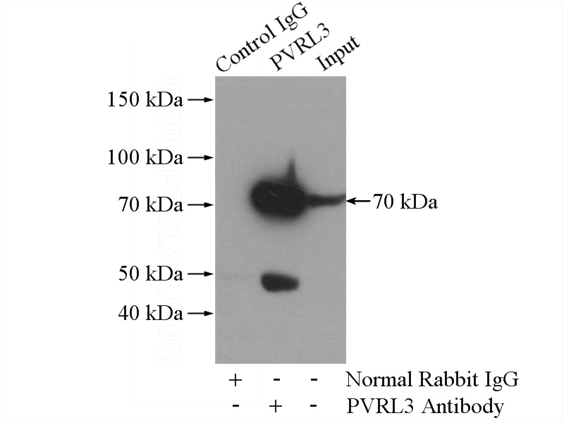 IP Result of anti-PVRL3, Nectin 3 (IP:Catalog No:114345, 4ug; Detection:Catalog No:114345 1:600) with mouse testis tissue lysate 4000ug.