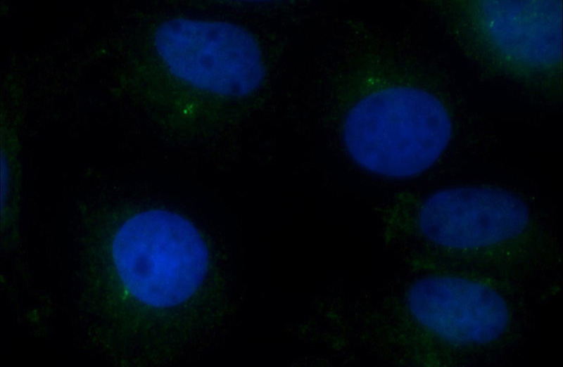 Immunofluorescent analysis of MDCK cells using Catalog No:109188(CEP97 Antibody) at dilution of 1:50 and Alexa Fluor 488-congugated AffiniPure Goat Anti-Rabbit IgG(H+L)