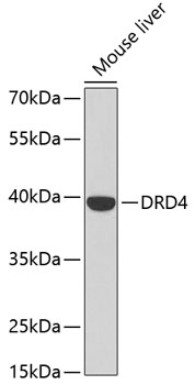 Western blot - DRD4 Polyclonal Antibody 