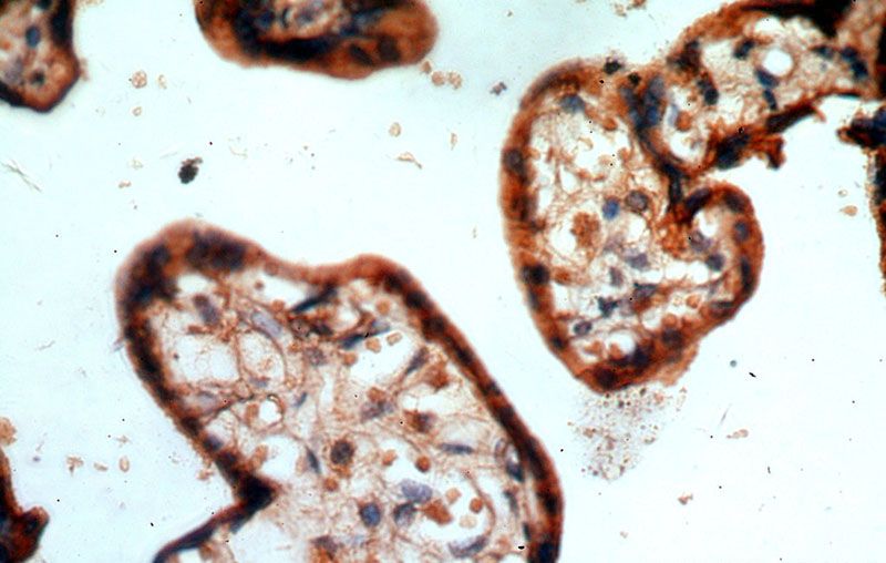 Immunohistochemical of paraffin-embedded human placenta using Catalog No:108148(ARMC10 antibody) at dilution of 1:100 (under 40x lens)
