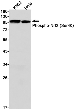 Western blot detection of Phospho-Nrf2 (Ser40) in K562,Hela cell lysates using Phospho-Nrf2 (Ser40) Rabbit mAb(1:1000 diluted).Predicted band size:68kDa.Observed band size:100kDa.