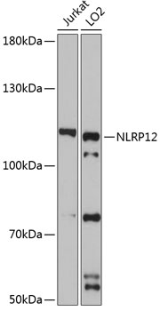 Western blot - NLRP12 Polyclonal Antibody 