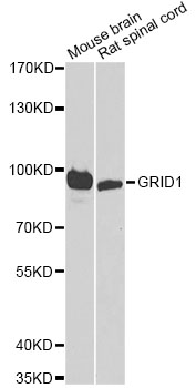 Western blot - GRID1 Polyclonal Antibody 