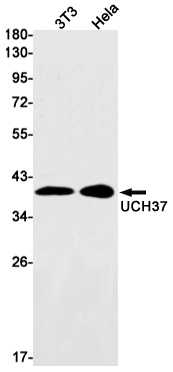 Western blot detection of UCH37 in 3T3,Hela cell lysates using UCH37 Rabbit mAb(1:1000 diluted).Predicted band size:38kDa.Observed band size:38kDa.