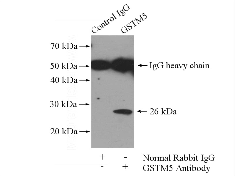 IP Result of anti-GSTM5 (IP:Catalog No:111188, 4ug; Detection:Catalog No:111188 1:600) with mouse skeletal muscle tissue lysate 4000ug.