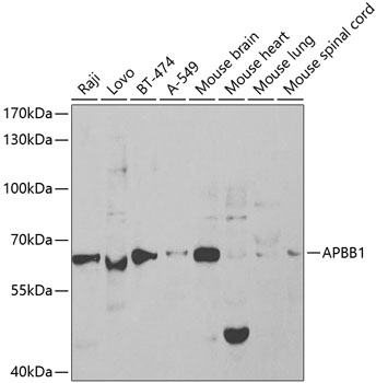 Western blot - APBB1 Polyclonal Antibody 