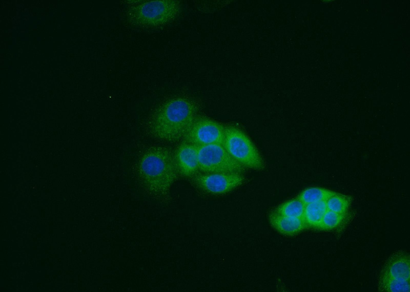 Immunofluorescent analysis of MCF-7 cells using Catalog No:110840(Galectin 3 Antibody) at dilution of 1:25 and Alexa Fluor 488-congugated AffiniPure Goat Anti-Rabbit IgG(H+L)
