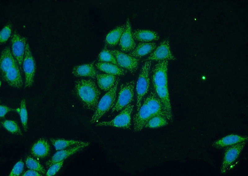 Immunofluorescent analysis of HepG2 cells using Catalog No:115995(TFAM Antibody) at dilution of 1:50 and Alexa Fluor 488-congugated AffiniPure Goat Anti-Rabbit IgG(H+L)