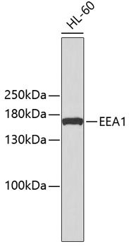Western blot - EEA1 Polyclonal Antibody 