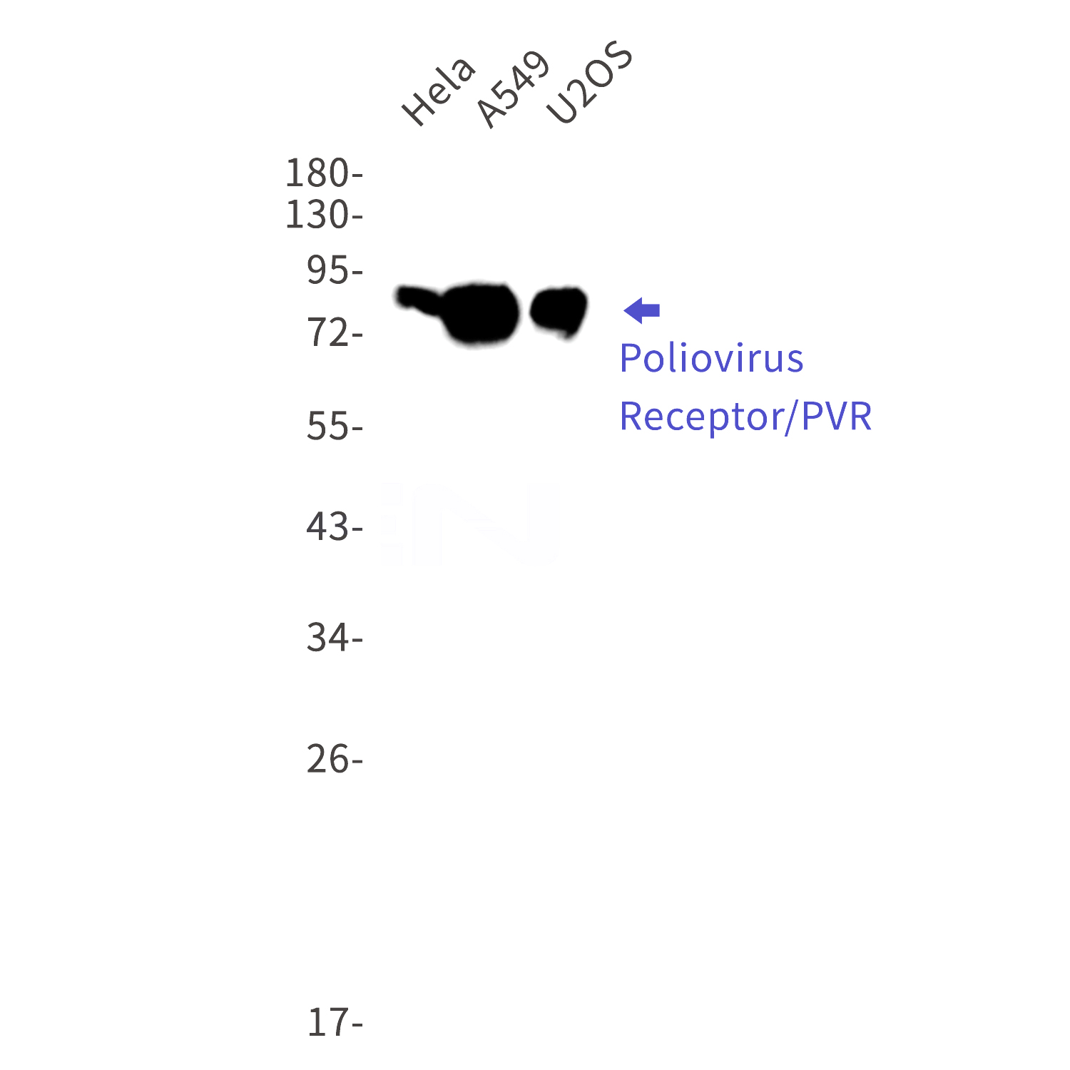 Western blot detection of  Poliovirus Receptor/PVR in Hela,A549,U2OS cell lysates using Poliovirus Receptor/PVR Rabbit mAb(1:1000 diluted).Predicted band size:45kDa.Observed band size:60-80kDa.