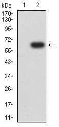 Fig2: Western blot analysis of CD1C against HEK293 (1) and CD1C (AA: extra 18-302)-hIgGFc transfected HEK293 (2) cell lysate. Proteins were transferred to a PVDF membrane and blocked with 5% BSA in PBS for 1 hour at room temperature. The primary antibody ( 1/500) was used in 5% BSA at room temperature for 2 hours. Goat Anti-Mouse IgG - HRP Secondary Antibody at 1:5,000 dilution was used for 1 hour at room temperature.