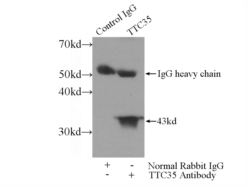 IP Result of anti-TTC35 (IP:Catalog No:116382, 3ug; Detection:Catalog No:116382 1:600) with mouse heart tissue lysate 4000ug.
