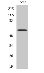 Fig1:; Western Blot analysis of various cells using THAP4 Polyclonal Antibody