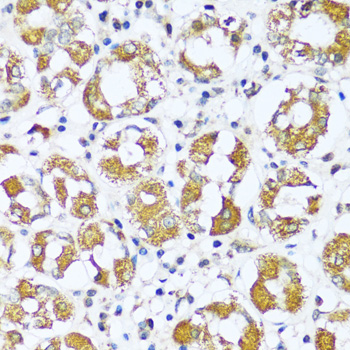 Immunohistochemistry - ATP5I Polyclonal Antibody 