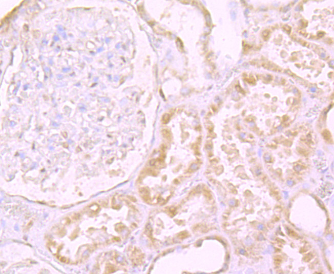 Fig4:; Immunohistochemical analysis of paraffin-embedded human kidney tissue using anti-LY75 antibody. The section was pre-treated using heat mediated antigen retrieval with Tris-EDTA buffer (pH 9.0) for 20 minutes.The tissues were blocked in 1% BSA for 30 minutes at room temperature, washed with ddH; 2; O and PBS, and then probed with the primary antibody ( 1/50) for 30 minutes at room temperature. The detection was performed using an HRP conjugated compact polymer system. DAB was used as the chromogen. Tissues were counterstained with hematoxylin and mounted with DPX.