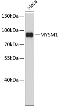 Western blot - MYSM1 Polyclonal Antibody 