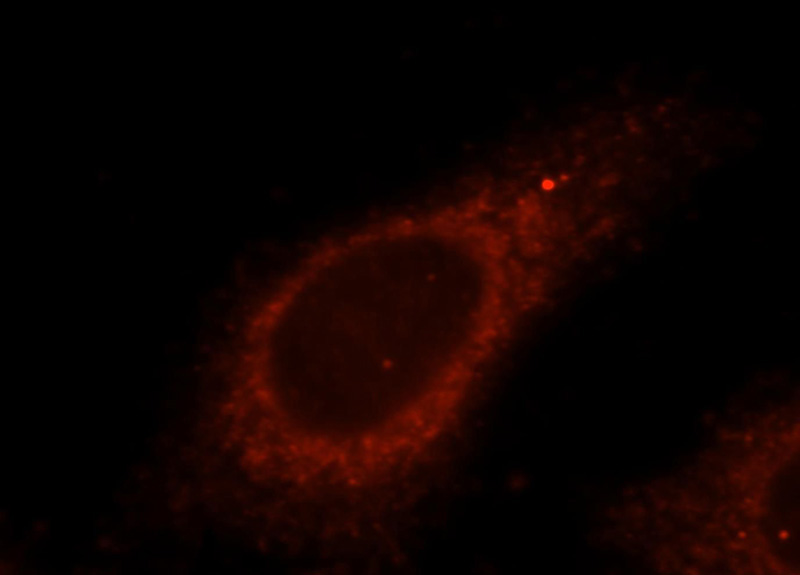 Immunofluorescent analysis of HepG2 cells, using USP2 antibody Catalog No:116597 at 1:25 dilution and Rhodamine-labeled goat anti-rabbit IgG (red).