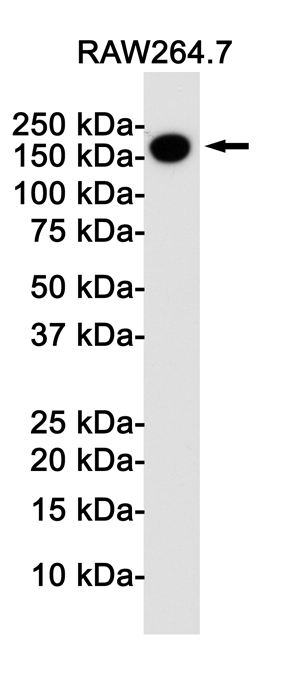 Western blot detection of CD11b in Raw264.7 cell lysates using CD11b Rabbit pAb(1:1000 diluted).Predicted band size:128KDa.Observed band size:170KDa.