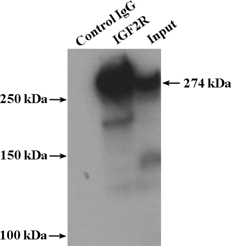 IP Result of anti-IGF2R-Specific (IP:Catalog No:111682, 4ug; Detection:Catalog No:111682 1:500) with HepG2 cells lysate 3480ug.