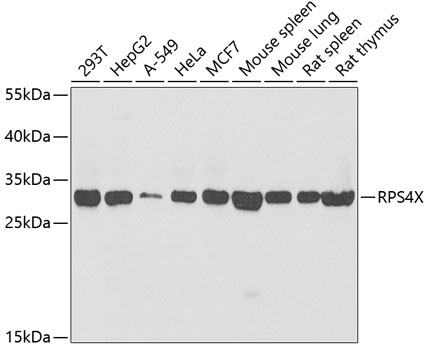 Western blot - RPS4X Polyclonal Antibody 