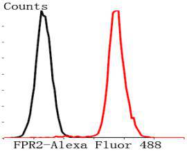 Fig7: Flow cytometric analysis of Jurkat cells with FPR2 antibody at 1/50 dilution (red) compared with an unlabelled control (cells without incubation with primary antibody; black). Alexa Fluor 488-conjugated Goat anti rabbit IgG was used as the secondary