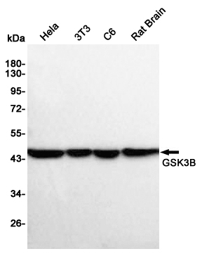 Western blot detection of Anti-GSK3B Mouse mAb in Hela,3T3,C6,Rat Brain cell lysates using Anti-GSK3B Mouse mAb(1:1000 diluted).Predicted band size:46.7KDa.Observed band size:46KDa.