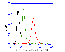 Fig2:; Flow cytometric analysis of Cyclin A1 was done on SH-SY5Y cells. The cells were fixed, permeabilized and stained with the primary antibody ( 1ug/ml) (red) compared with Rabbit IgG, monoclonal - Isotype Control (green). After incubation of the primary antibody at +4℃ for 1 hour, the cells were stained with a Alexa Fluor®488 conjugate-Goat anti-Rabbit IgG Secondary antibody at 1/1,000 dilution for 30 minutes at +4℃ (dark incubation).Unlabelled sample was used as a control (cells without incubation with primary antibody; black).