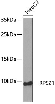 Western blot - RPS21 Polyclonal Antibody 