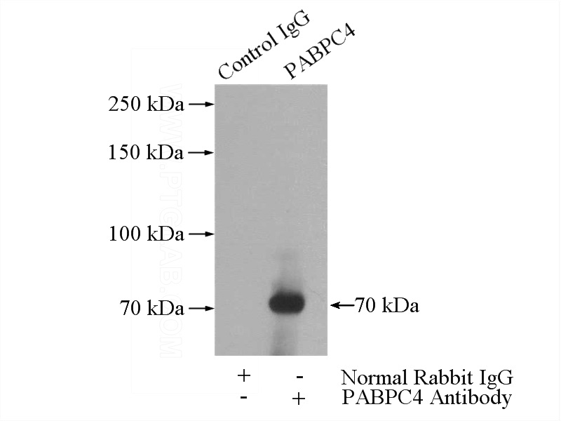 IP Result of anti-PABPC4 (IP:Catalog No:113476, 4ug; Detection:Catalog No:113476 1:500) with mouse heart tissue lysate 4000ug.