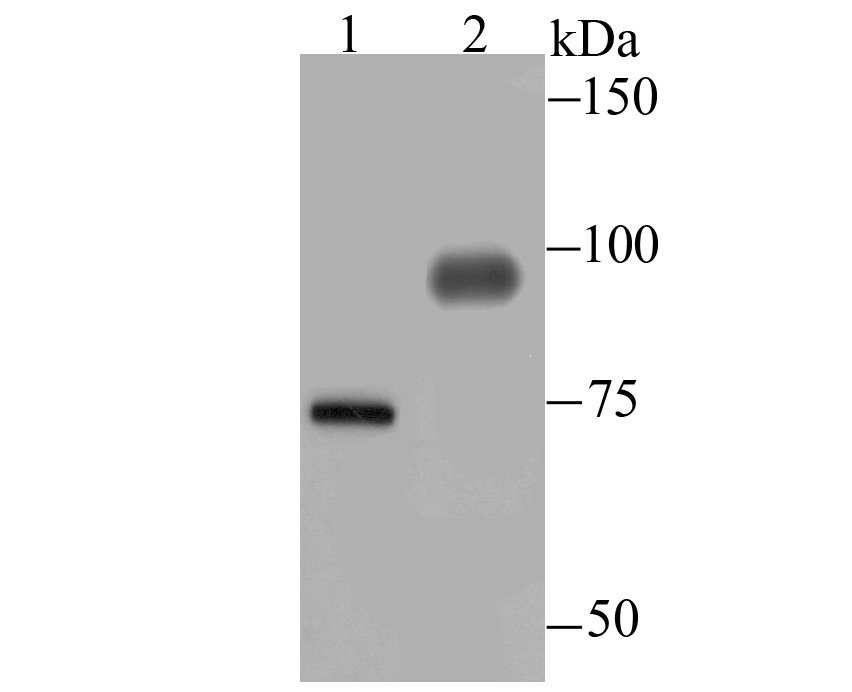 Fig1:; Western blot analysis of DLL4 on different lysates. Proteins were transferred to a PVDF membrane and blocked with 5% BSA in PBS for 1 hour at room temperature. The primary antibody ( 1/500) was used in 5% BSA at room temperature for 2 hours. Goat Anti-Rabbit IgG - HRP Secondary Antibody (HA1001) at 1:200,000 dilution was used for 1 hour at room temperature.; Positive control:; Lane 1: Mouse placenta tissue lysate; Lane 2: HUVEC cell lysate