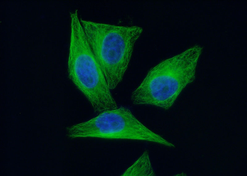 Immunofluorescent analysis of HepG2 cells using Catalog No:117299(Tubulin-Alpha Antibody) at dilution of 1:100 and Alexa Fluor 488-congugated AffiniPure Goat Anti-Mouse IgG(H+L)