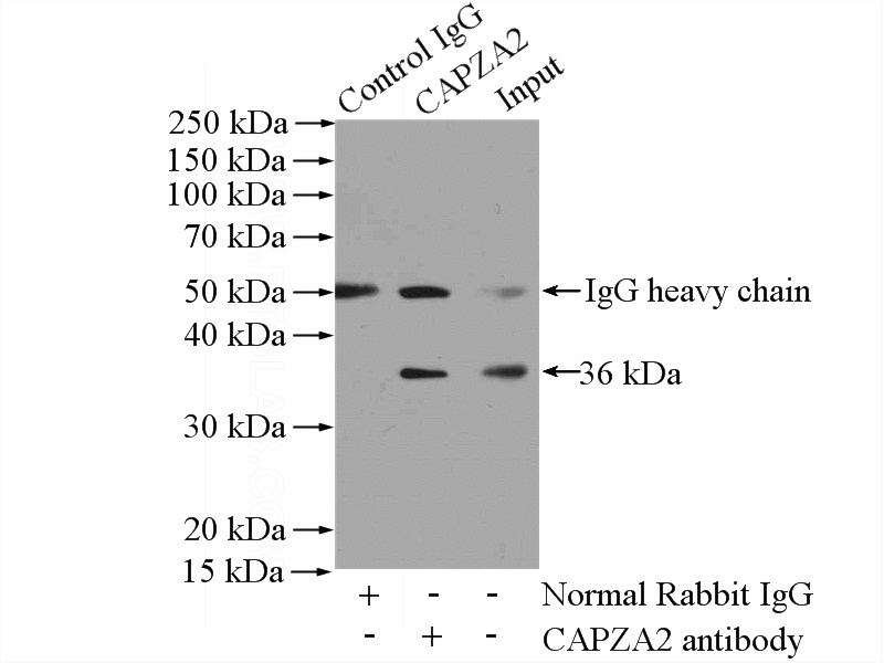 IP Result of anti-CAPZA2 (IP:Catalog No:108845, 4ug; Detection:Catalog No:108845 1:800) with mouse heart tissue lysate 4000ug.