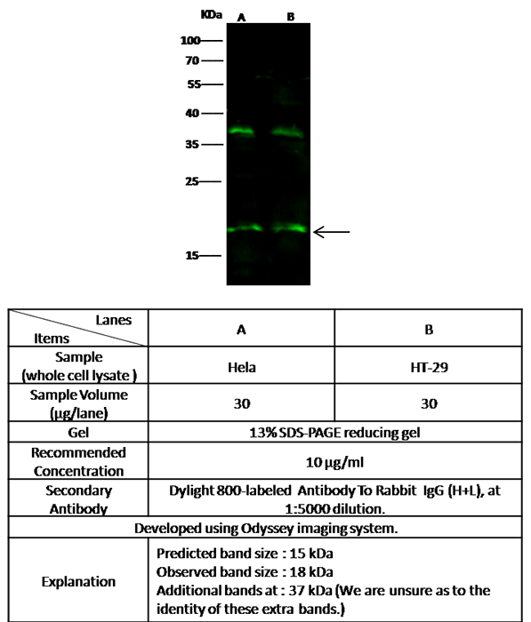 IL-5 / IL5 / Interleukin 5 Antibody, Rabbit PAb, Antigen Affinity Purified, Western blot
