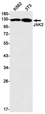 Western blot detection of JAK2 in K562,3T3 cell lysates using JAK2 Rabbit mAb(1:1000 diluted).Predicted band size:131kDa.Observed band size:131kDa.