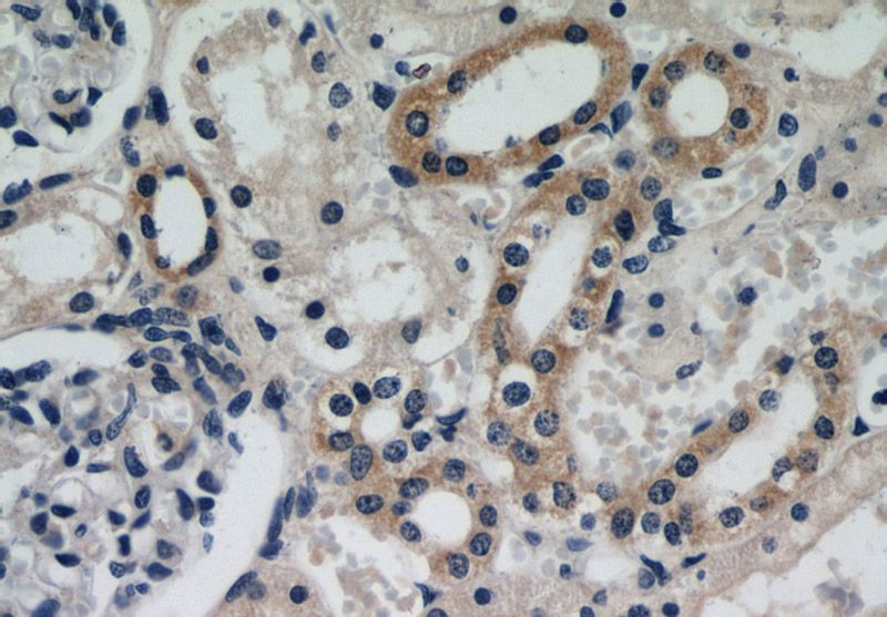 Immunohistochemical of paraffin-embedded human kidney using Catalog No:110340(RAPGEF3 antibody) at dilution of 1:50 (under 40x lens)