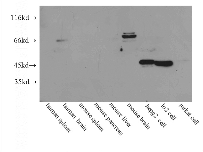 WB result of Catalog No:109196.