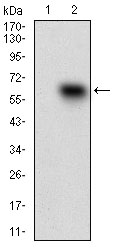 Fig2: Western blot analysis of CD68 on HEK293 (1) and CD68-hIgGFc transfected HEK293 (2) cell lysate using anti-CD68 antibody at 1/1,000 dilution.